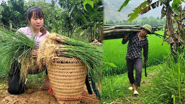 18 year old single mother harvests palanquin - cuts trees for gardening | Ly Tieu An - DayDayNews