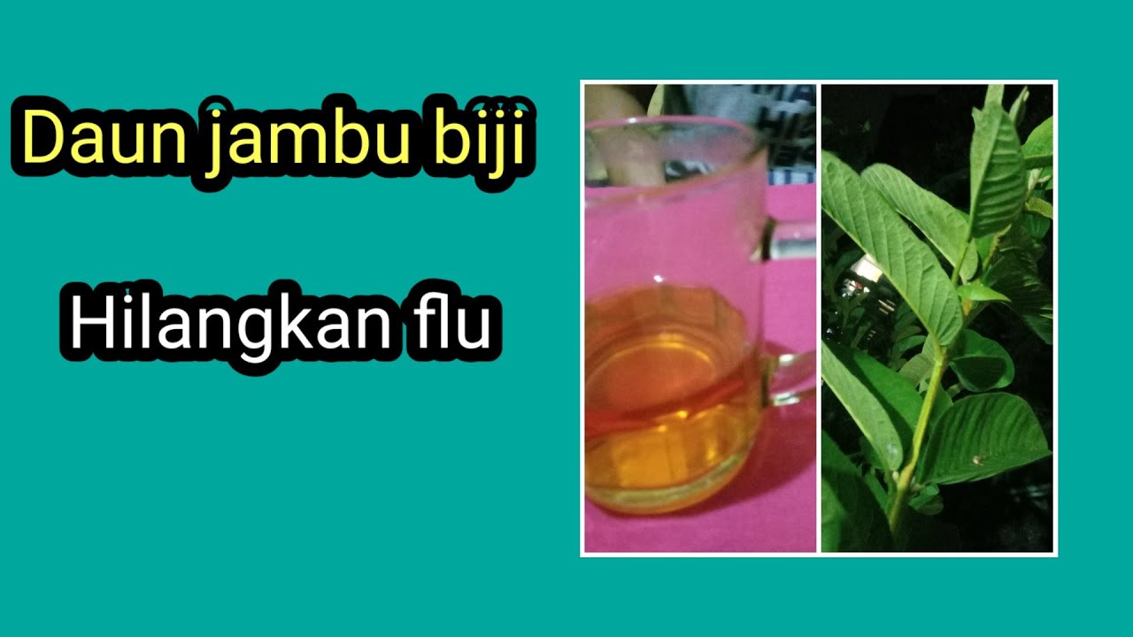 khasiat daun jambu biji 
