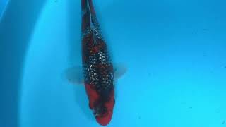 23JPK064 - Ginrin Goshiki