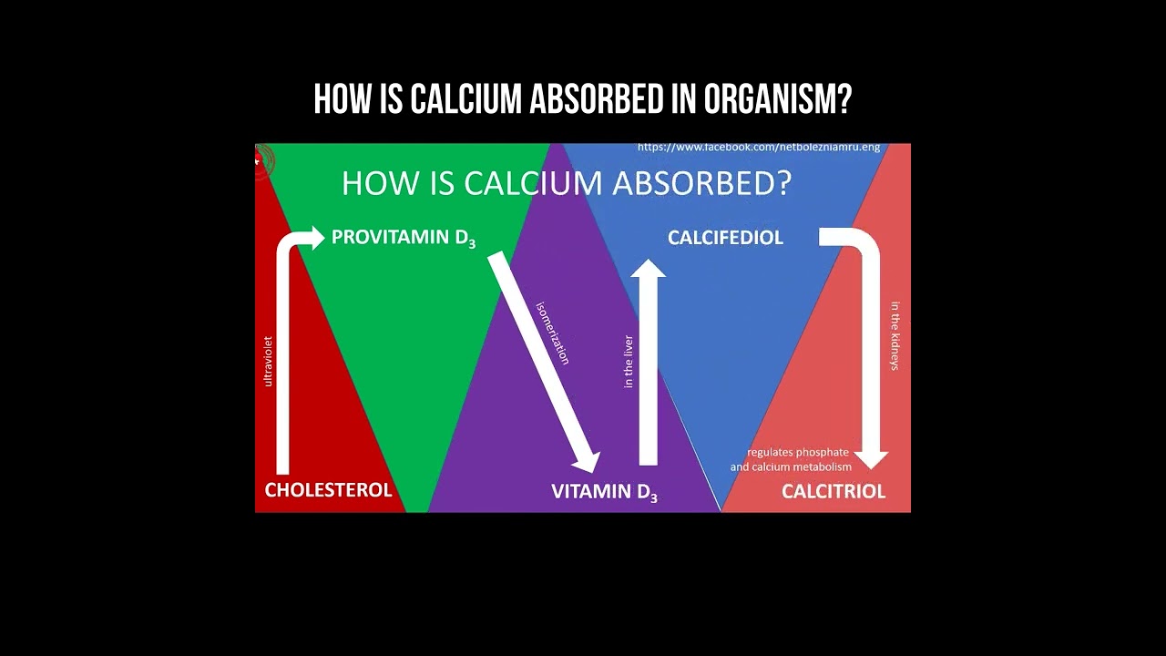 How is calcium absorbed in organism? 