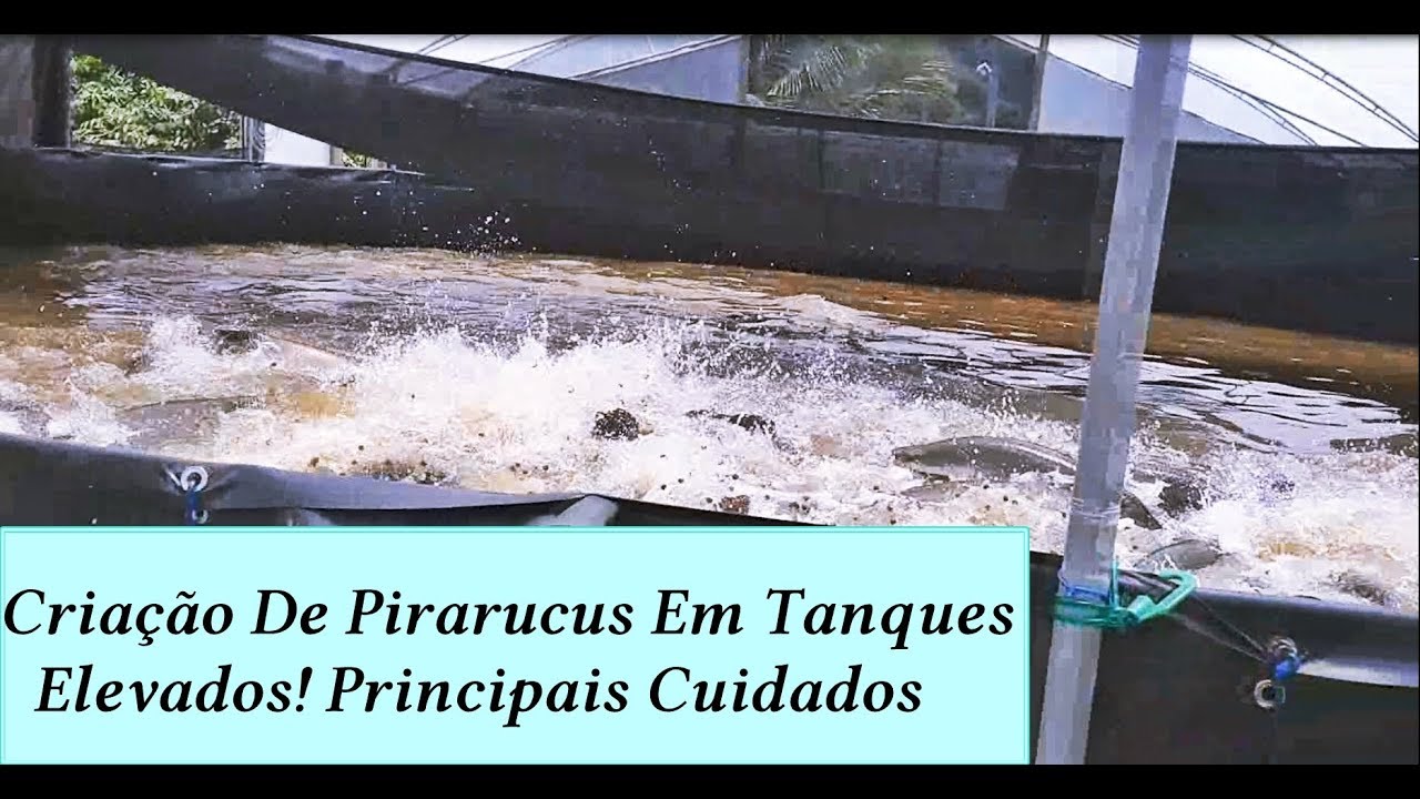 Criação de Pirarucu em Tanque Elevado / Pirarucu high tech fish farm - Vídeo 92