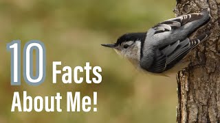 10 Amazing Facts About The White Breasted Nuthatch!