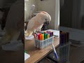 Cockatiel saw the marker and chose chaos. 😂🐦🖊️Nothing stays on the table for😆#Cockatiel #FunnyBird