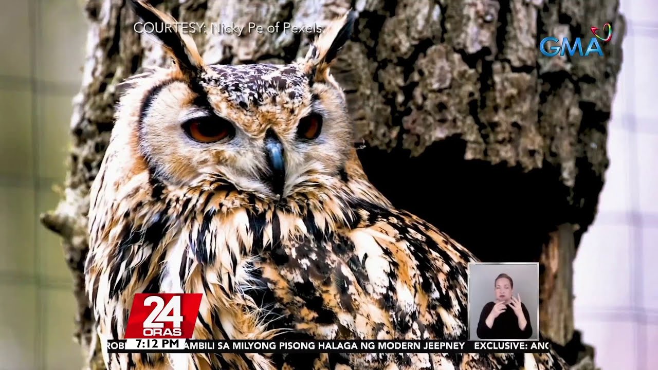 Sugatang Luzon lowland scops-owl na bumagsak sa isang bahay sa Malabon, ano kayang... | 24 Oras