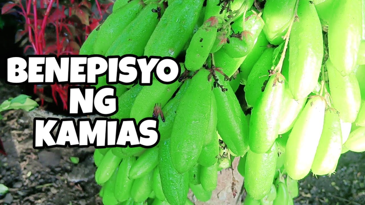 Kamias tea at ang benepisyo nito