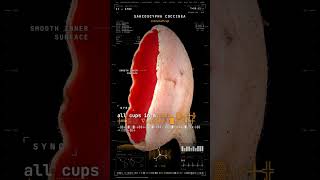 Scarlet cup fires spores at 25G acceleration · Scarlet Elf Cup