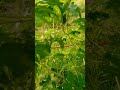 முதல் பாவர்காய் 🥒 என் வீட்டு தோட்டத்தில் 😋 #bittergourd #gardening #shorts