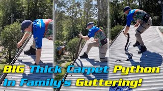 BIG Thick Carpet Python In Family's Guttering!