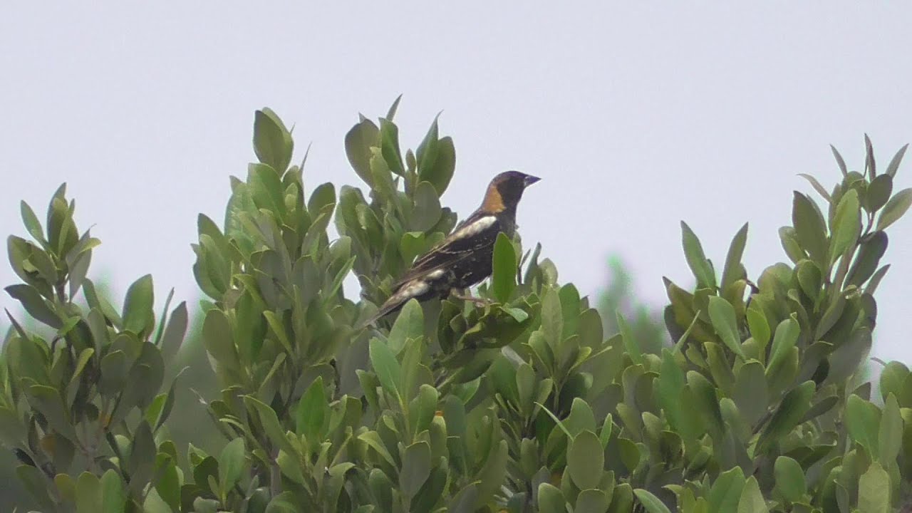 Bobolink. South Padre Island. 