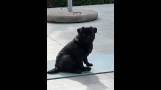Pug and yoga #pug #yoga #pets #puglife Pug and yoga #pug #yoga #pets #puglife