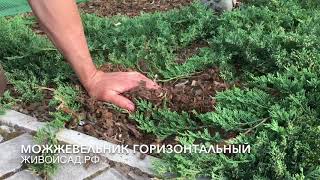 видео Можжевельник горизонтальный Блю Чип, Juniperus horizontalis Blue Chip