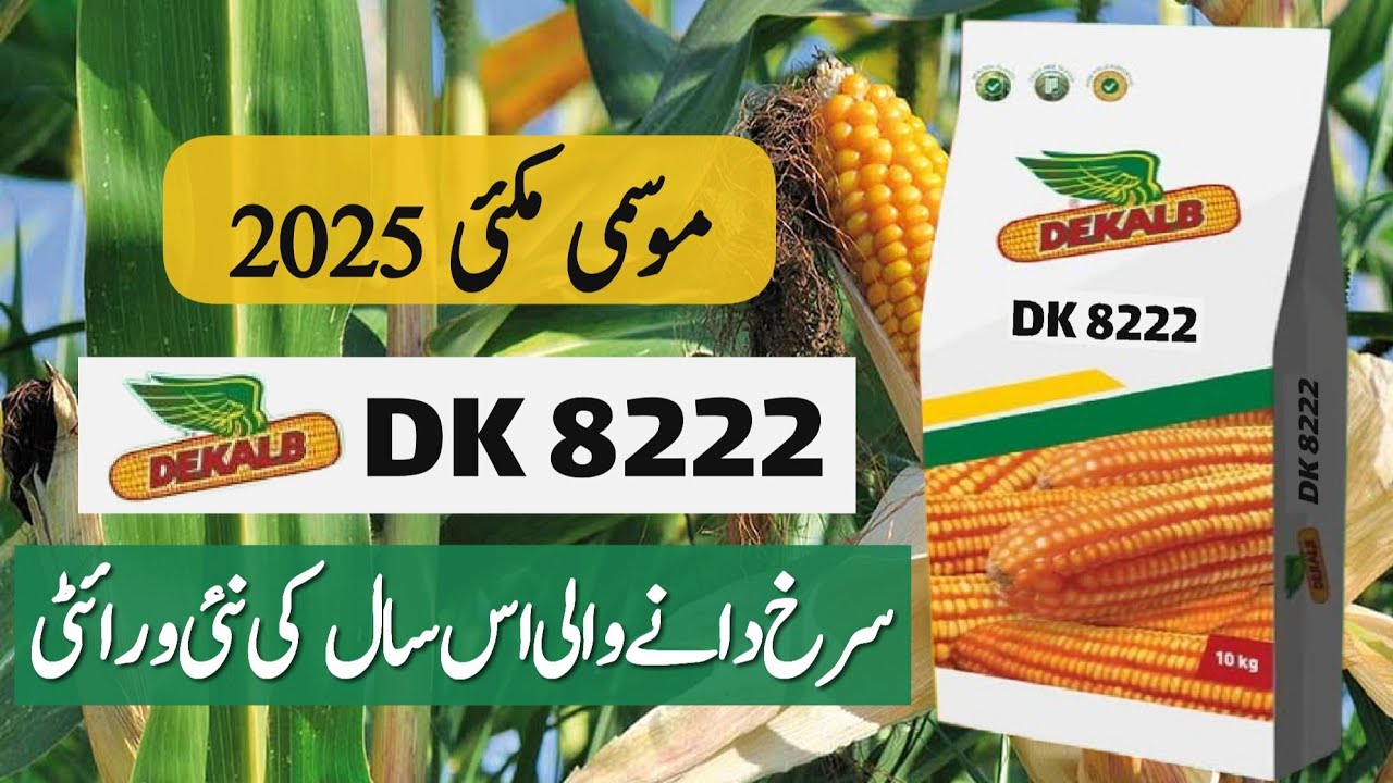 Salient Features of DK 8222 Hybrid Corn Seed || New Autumn Season Maize Seed || Crop Informer