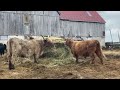 Highland Cattle - Comelea Farms