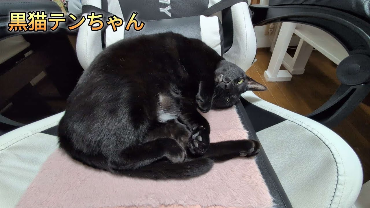 【黒猫テンちゃん】久しぶりの帰宅、そして「テンちゃん！」　#猫　#黒猫　＃BlackCat