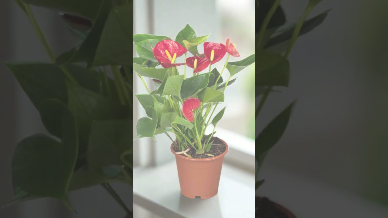 Pretty in Pink | Pink Houseplants 