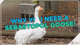 Sebastopol Goose  Everything You Need To Know