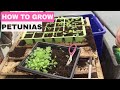 ✅ How to Grow Petunias from Seed - Start to Finish.