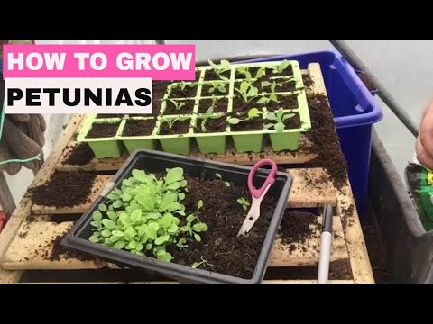 ვიდეო: Petunias Grandiflora: იზრდება თესლიდან (ფოტო)