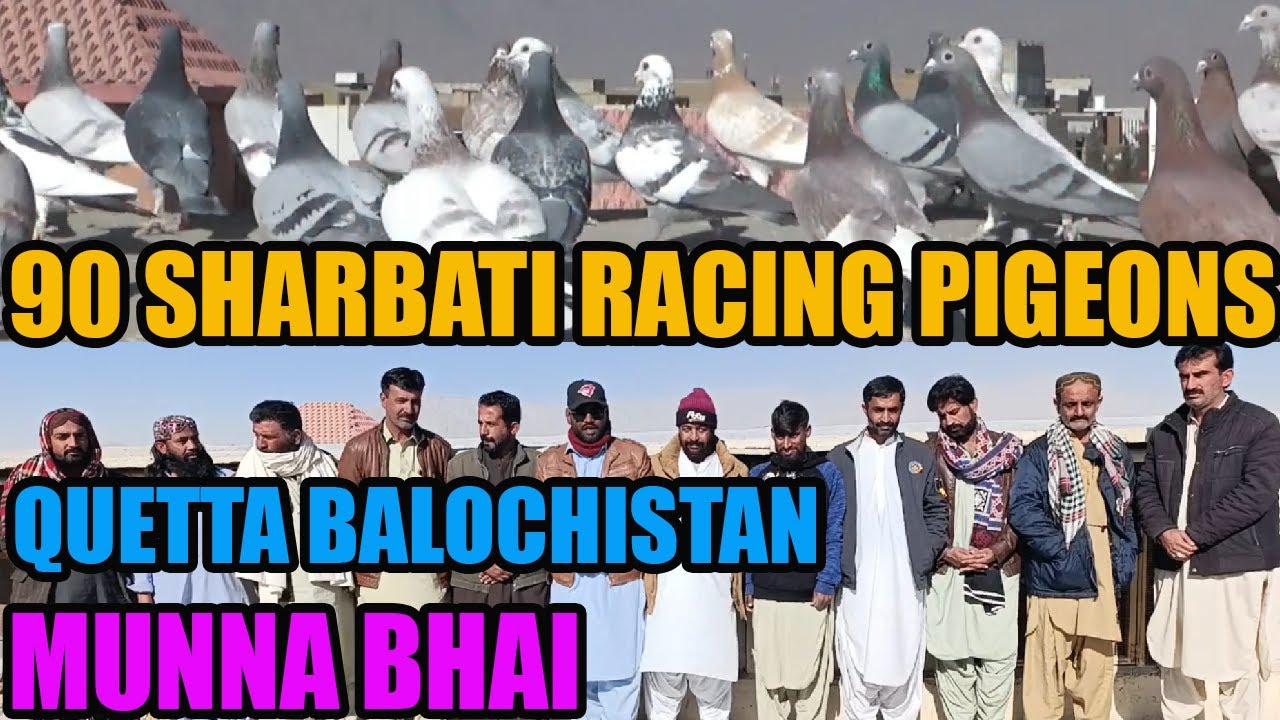 90 Sharbati Racing Pigeons Fight Loft Munna Bhai Quetta Balochistan Kabooter Chaton Se Lagta Doura