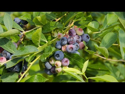 მოცვი - მე ვარ ფერმერი 05.07.2022