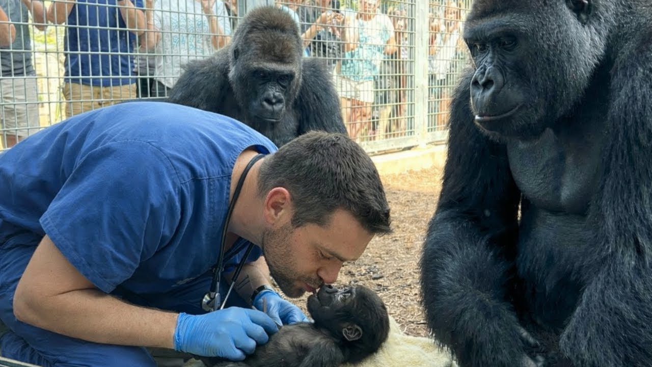Cud w zoo: ciche połączenie między mężczyzną a tatą gorylem