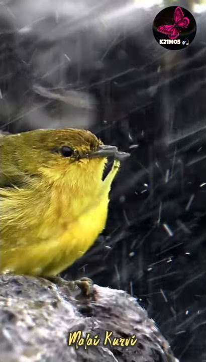 #Hervin malai kuruvi song whatsapp status || Hervin Malaysia song || Rain fever || K21M05 🦋