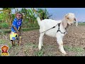 Yoyo jr takes the goats pick corn for the piglets