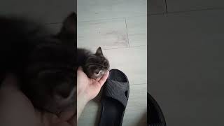 котёнок в квартире
