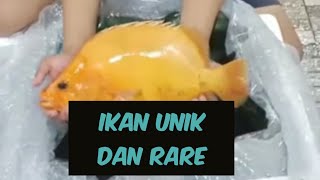only here ‼️UNIQUE AND RARE FISH