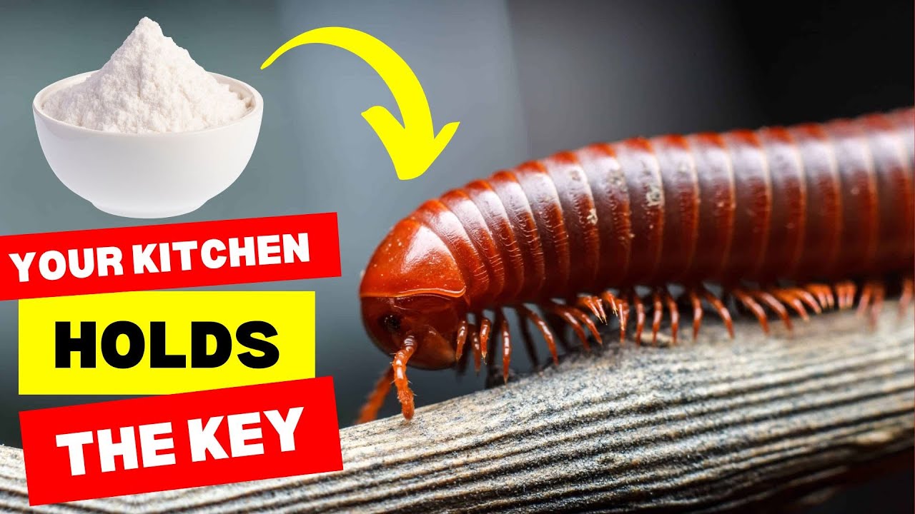 5 естественных способов навсегда избавиться от многоножек