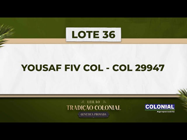 LOTE 36   COL 29947   YOUSAF FIV COL