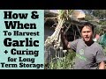 How and When to Harvest Garlic + Curing for Long Term Storage