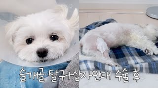 뚱띠 다리 수술 했어요😥 | 강아지 슬개골탈구 수술, 십자인대수술 후 회복 관리 VLOG (수술 후 실밥풀기까지)