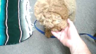 20100203_044751.AVI