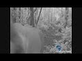 **ble lion makes comeback Gabon