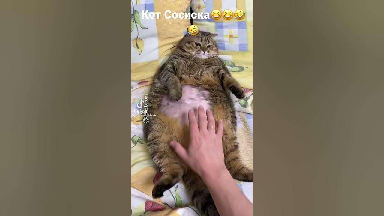 Кот Сосиска 😆😆🤣🤣🤣 - YouTube