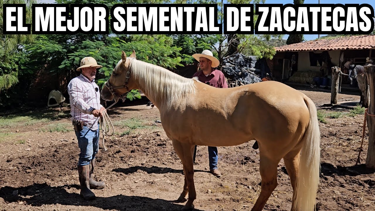 El MEJOR SEMENTAL de TODO ZACATECAS | 'Aquí damos la mejor rienda de la región