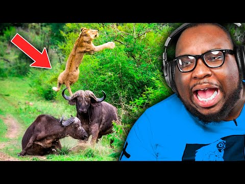 Animals with BLACK AIR FORCE ENERGY