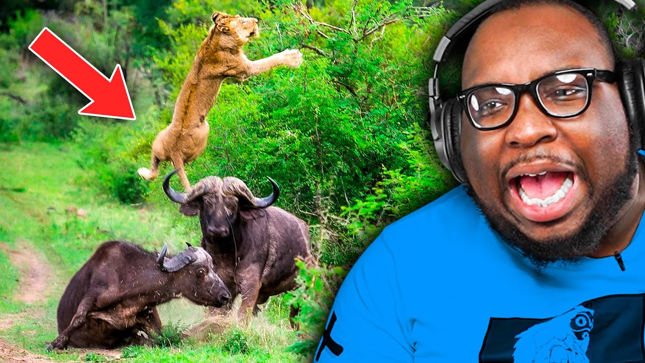 Animals with BLACK AIR FORCE ENERGY