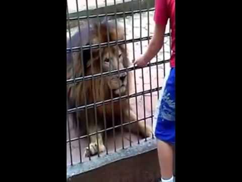 Menino tem braço dilacerado por tigre no zoológico de Cascavel