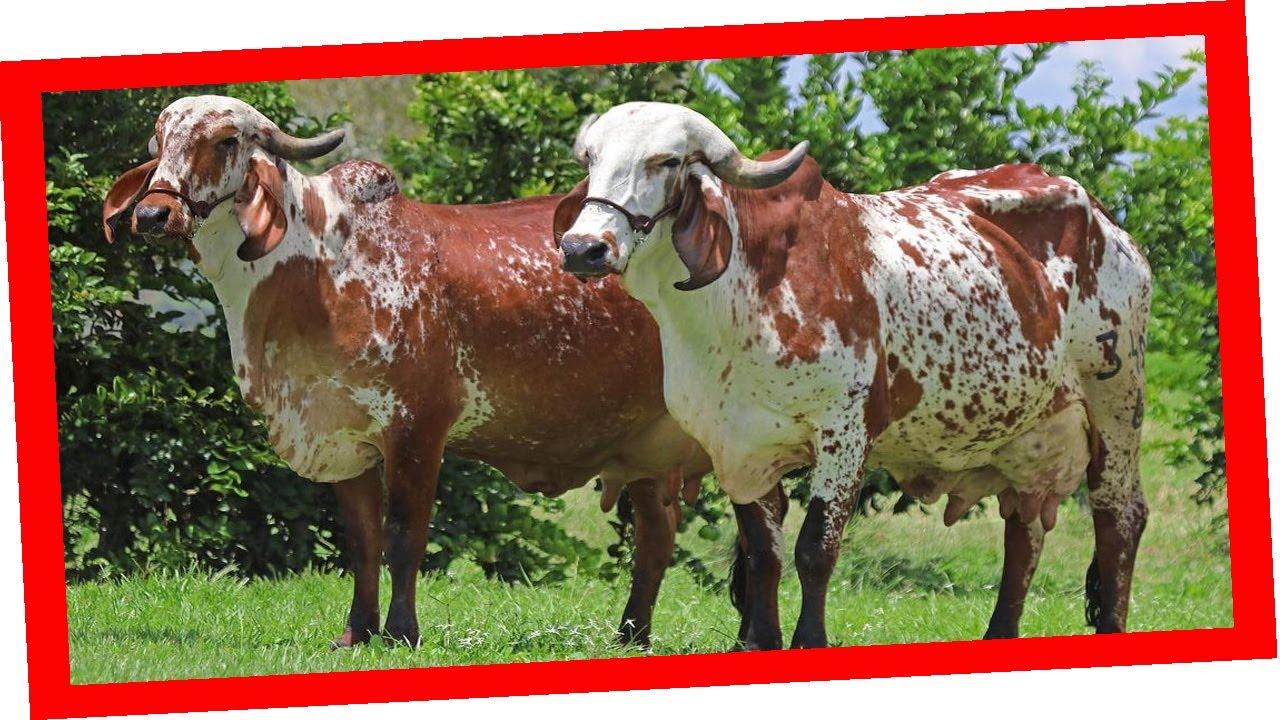 GYR LECHERO BRAHMAN ROJO Y SUS CRUCES Ganadería San Diego Vacas Lecheras y Carnicas YouTube