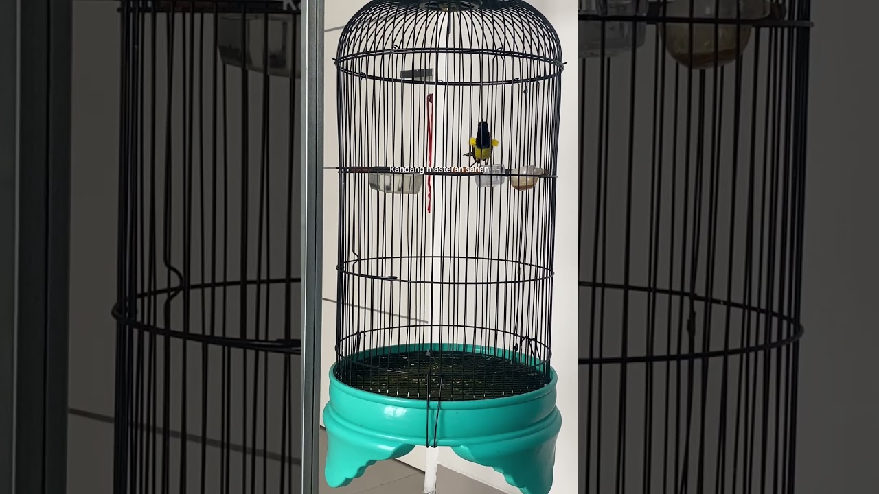 SOGON ISIAN GEREJA TARUNG SUARA JERNIH