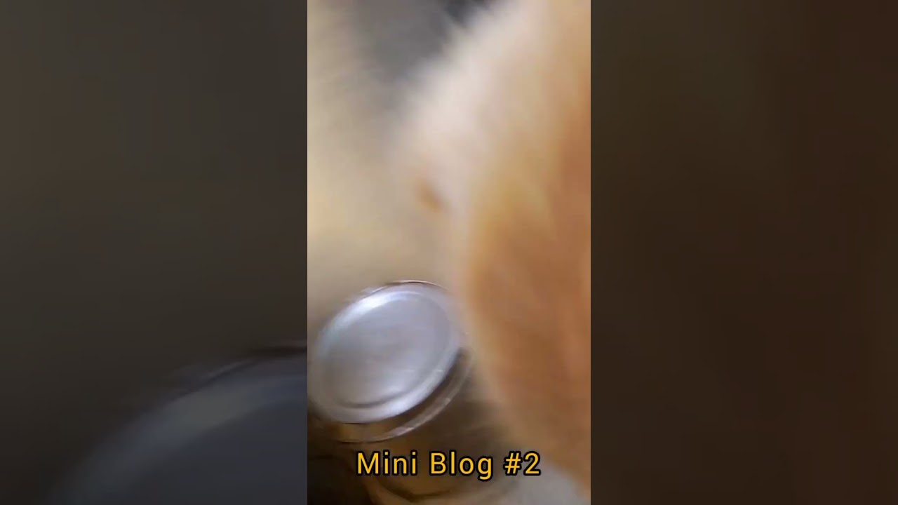 my food ready miniblog#2 #viral #short #shortvideo