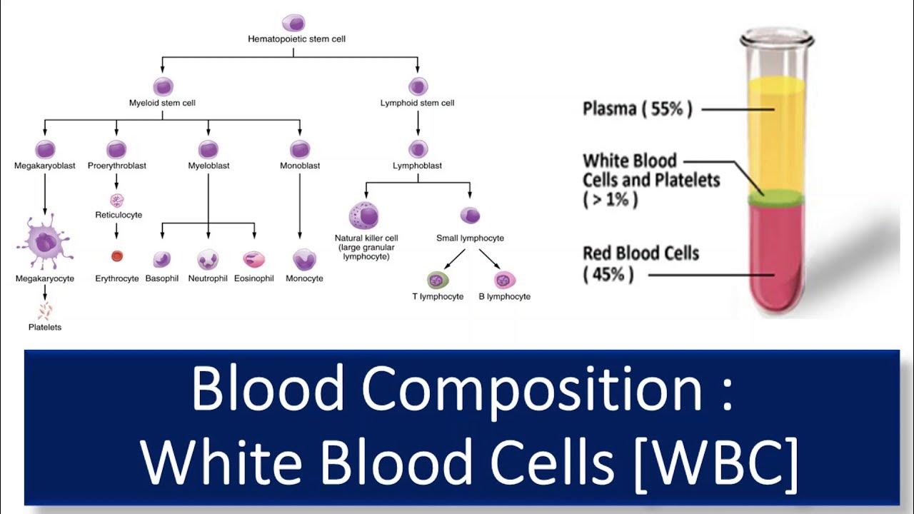Blood Composition of Blood & Functions, Classification WBC, Function & Abnormalities YouTube