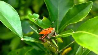 SANY0073.MP4