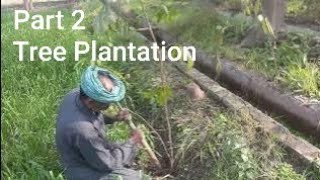 Tumri, Samunder Phal, Najor, Brachychiton, Mahogoni Tree Plantation | Engineer Ka Bagh #gardening
