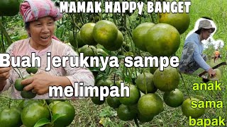 Panen Jeruk di Ladang Sendiri