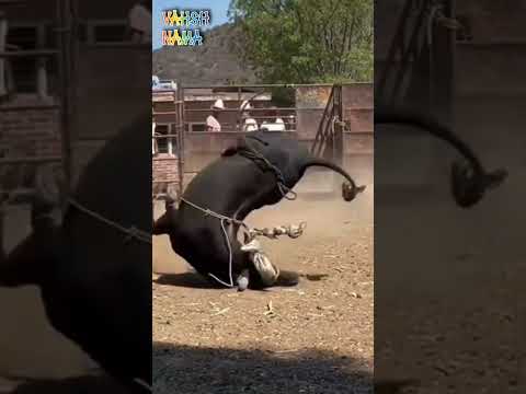 حمله گاوهای وحشی  وحش نما 