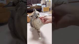 【運動】クランキーと猫 #ねこチャック #Cat #猫