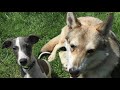 chien loup de saarloos. tout savoir sur le chien loup de saarloos